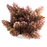 conjunto de plantas artificiais latcor 3 peças plástico branco - bx-asst17