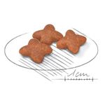 ração royal canin para cães adultos 8+ da raça mini 2,5kg (mp)