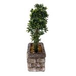 planta artificial bonsai latcor, de plástico, cinza e verde - bx-47270/st57
