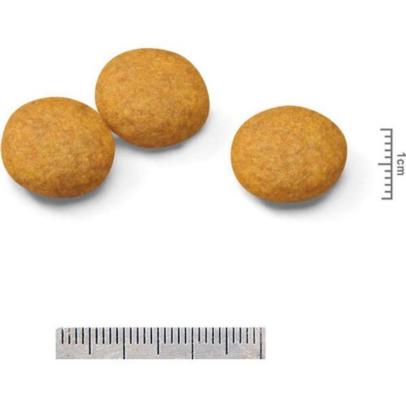 ração royal canin para cães adultos da raça mini dermacomfort 1kg (mp)