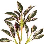 planta artificial grillo aralia folhas x20 toque real 66cm (mp)
