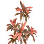 planta artificial grillo dracena x5 verde outono 160cm (mp)