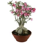 fertilizante vitaplan mineral misto foliar rosa do deserto 500ml - 8000717-u (mp)