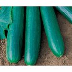 sementes de pepino aladdin híbrido topseed 1000 unidades (mp)