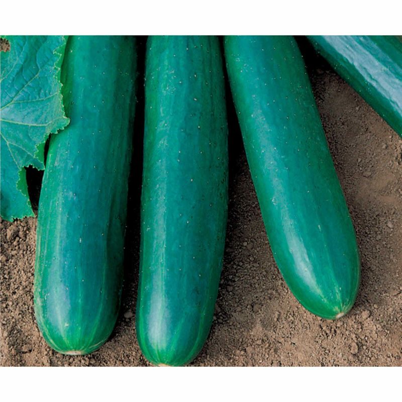 sementes de pepino aladdin híbrido topseed 1000 unidades (mp)