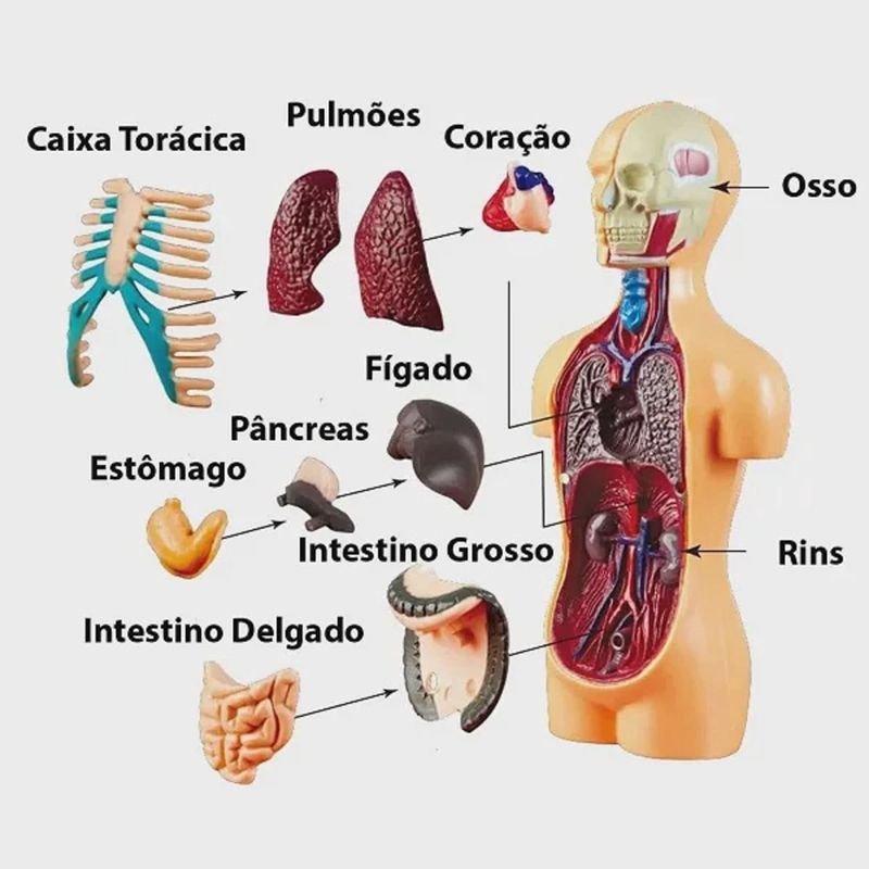 jogo ciência do corpo humano the human body 30170 (mp)