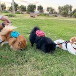 mochila para cães fladorepet pequeno/médio porte rosa a-bi