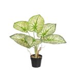 caladium florarte toque raiz x6 verde creme 43cm (mp)