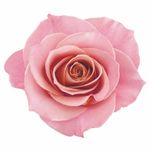 máscara de reparação eudora siàge nutri rosé 250g