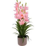 orquídea concepts 592-510022