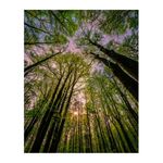 papel de parede kennedy floresta 270x194cm (mp)