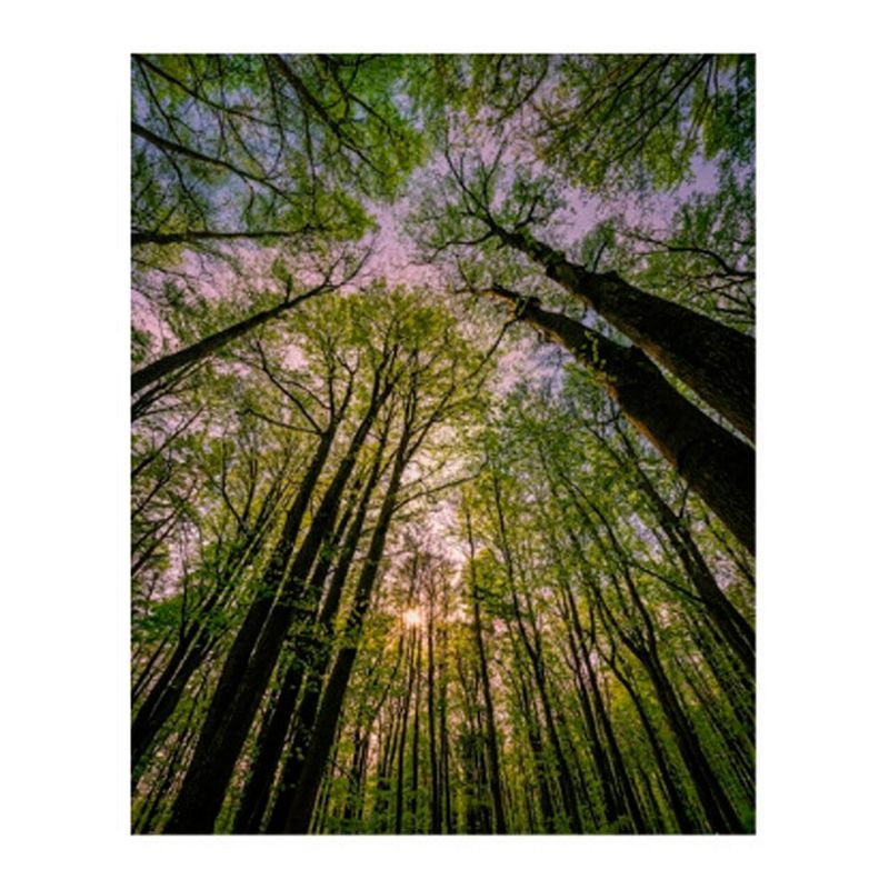 papel de parede kennedy floresta 270x194cm (mp)