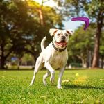 mordedor stark pet boomerang g porte médio e grande roxo neon (mp)